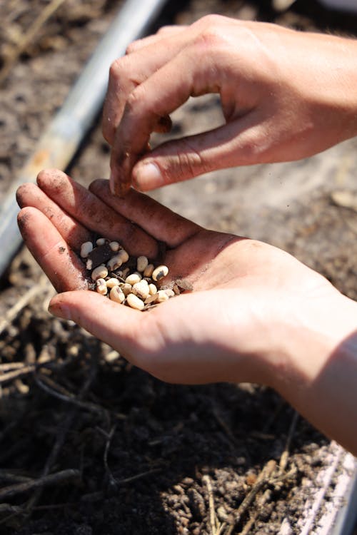 Bean Planting