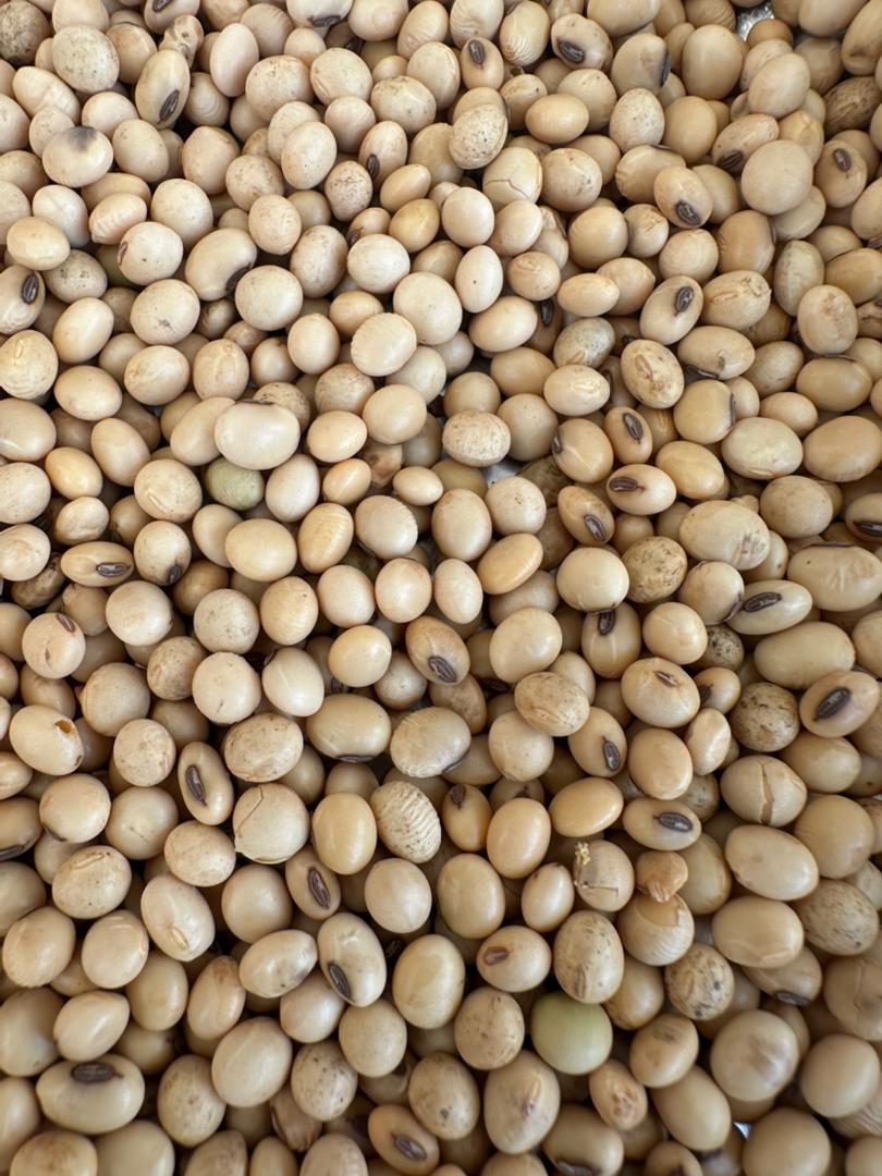 Bean Variety 083