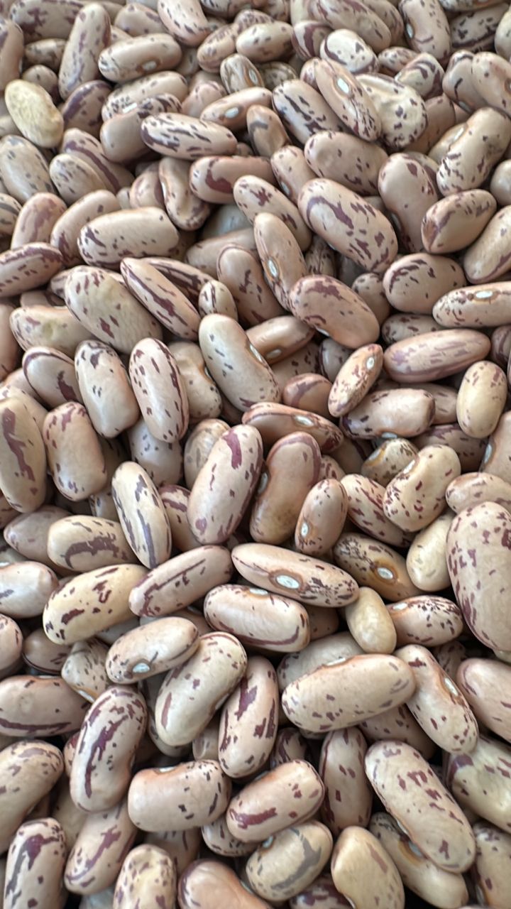 Bean Variety 089