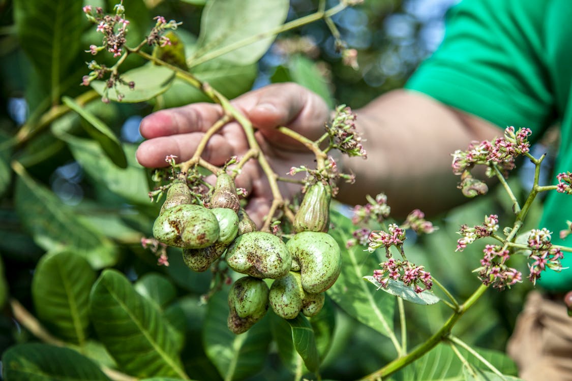 Cashew Cultivation