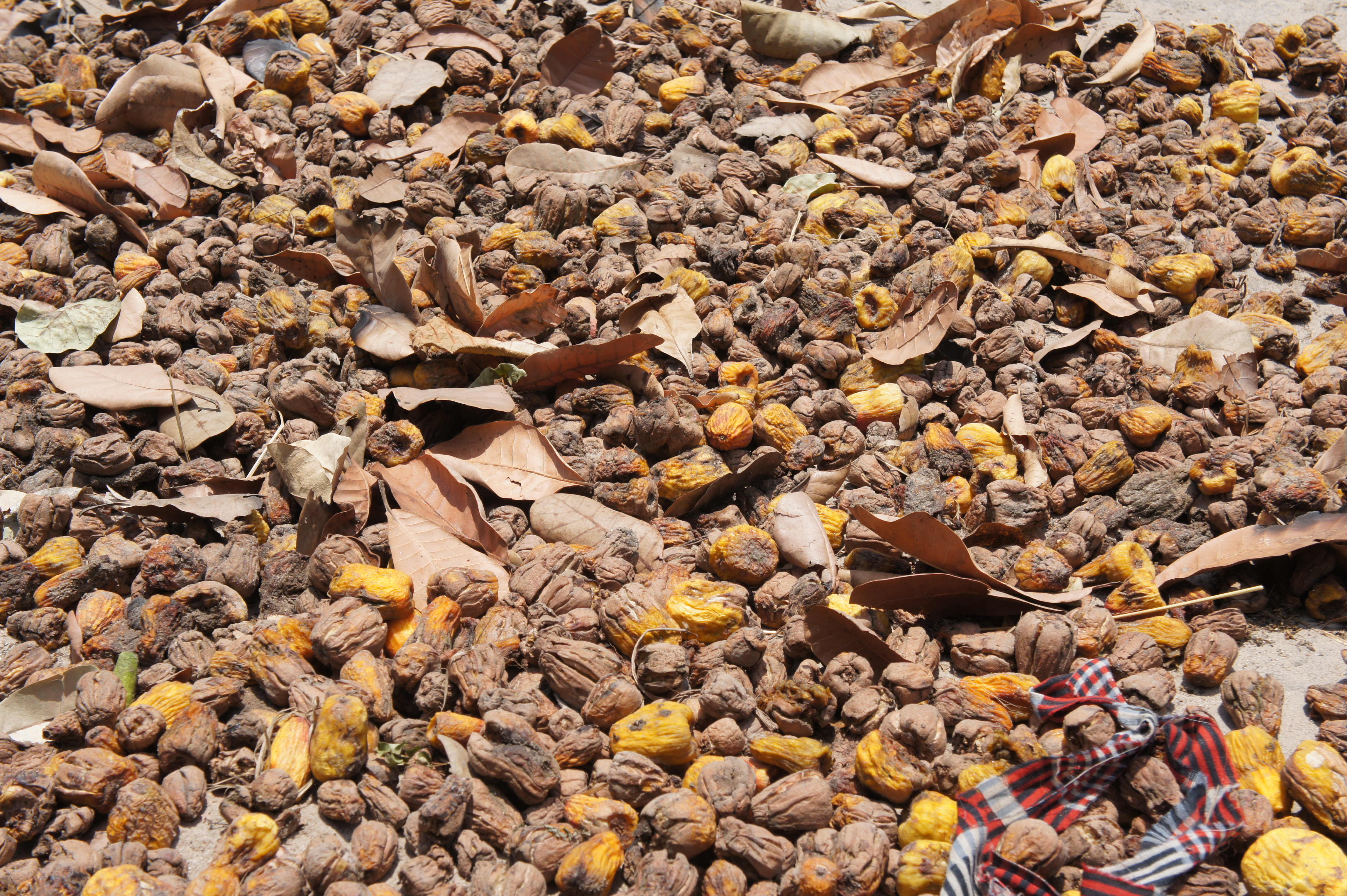 Cashew Harvesting