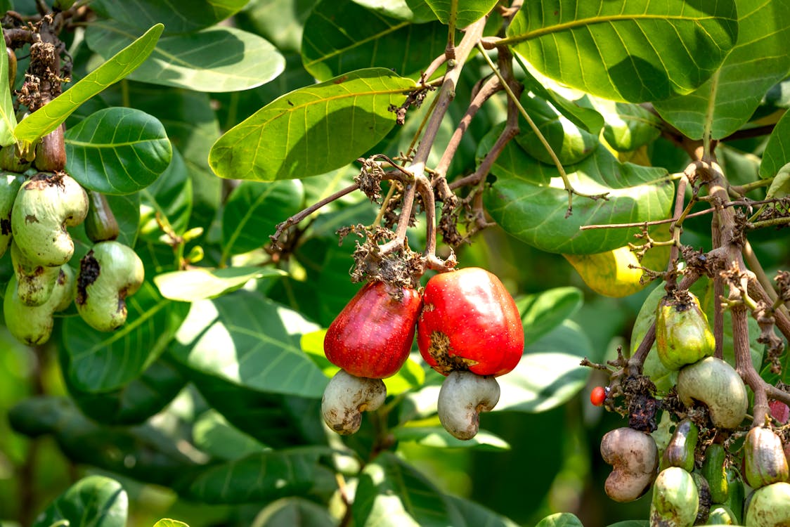 Cashew Tree Plantation