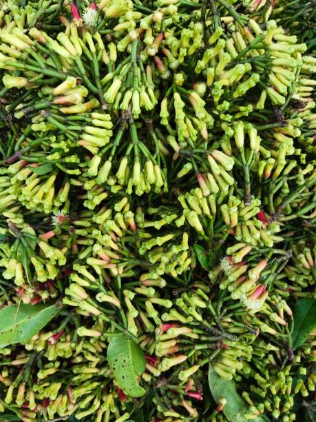 Clove Buds