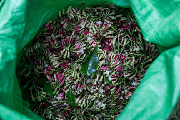 Clove Harvesting