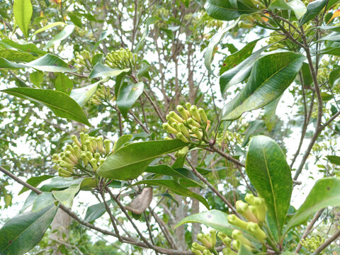 Clove Tree Care
