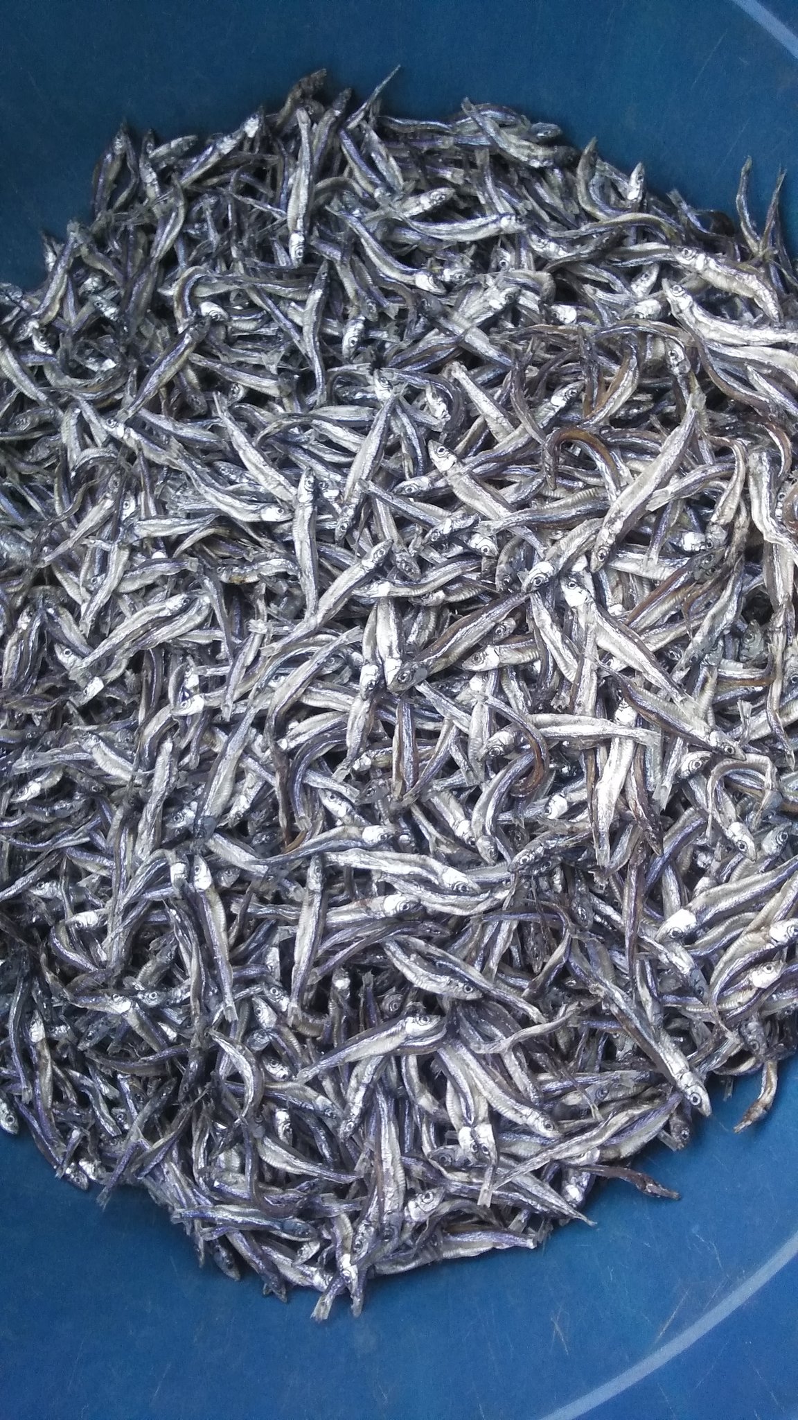 Dagaa (Lake Tanganyika Sardine)