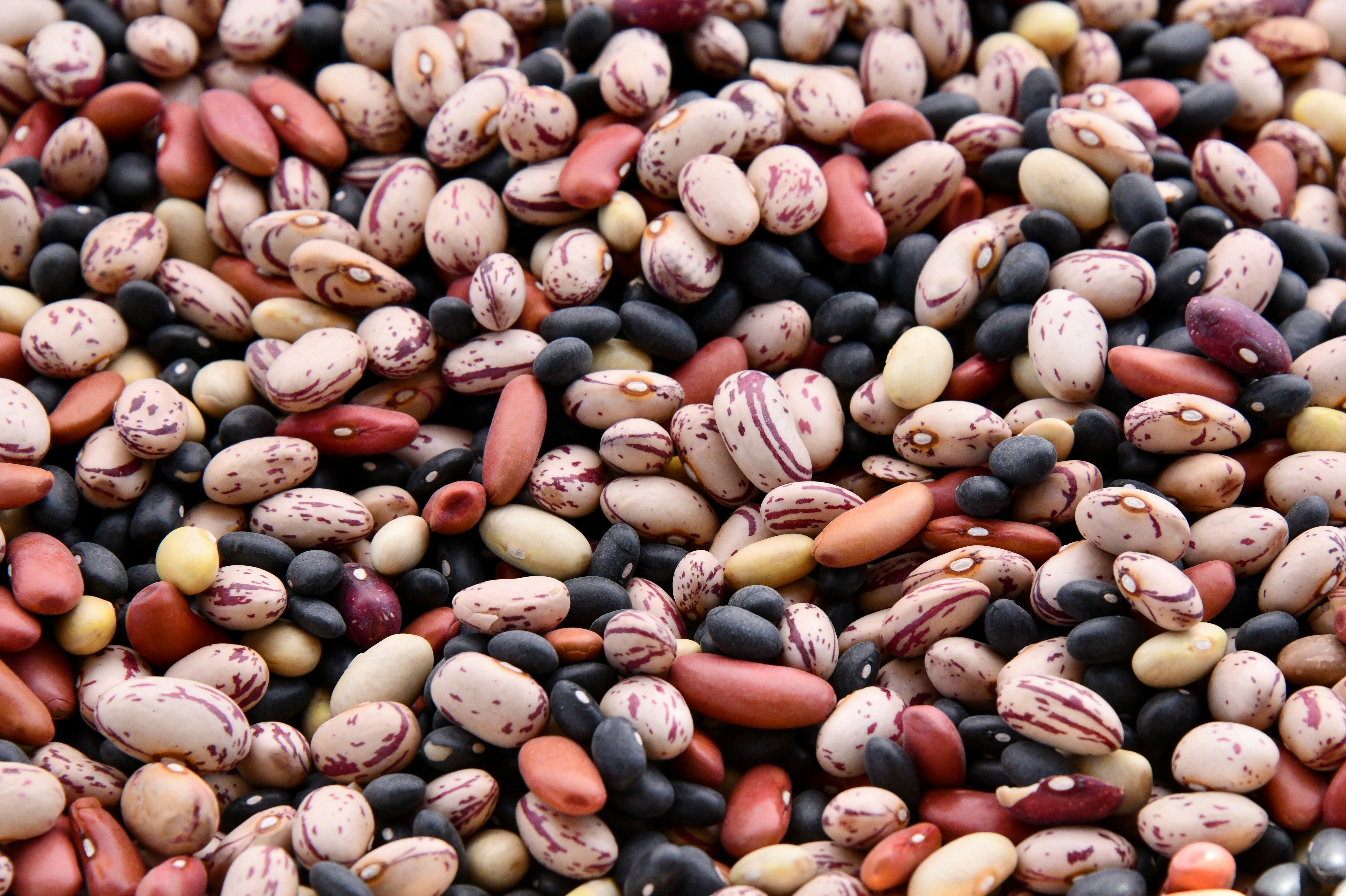 Dried Beans