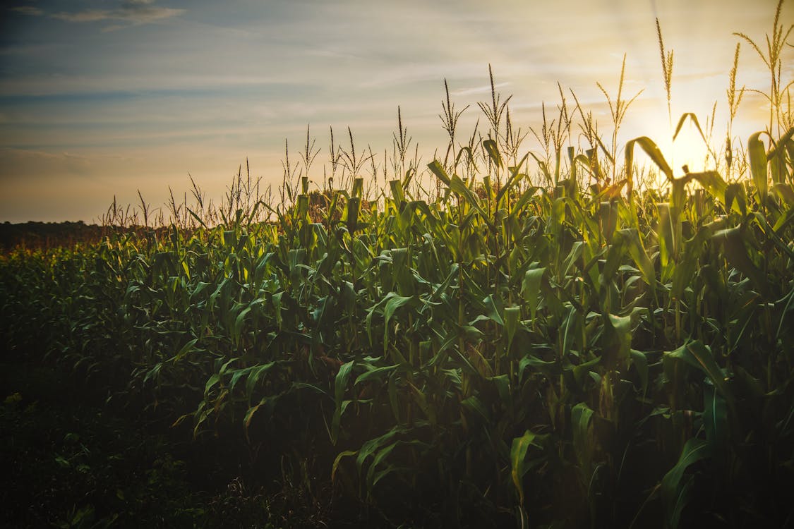 Maize Production Process