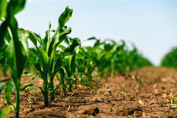 Maize Farming