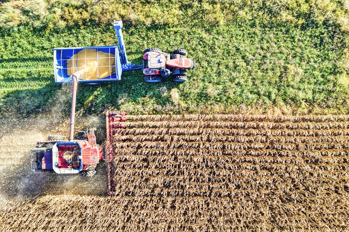 Maize Harvesting