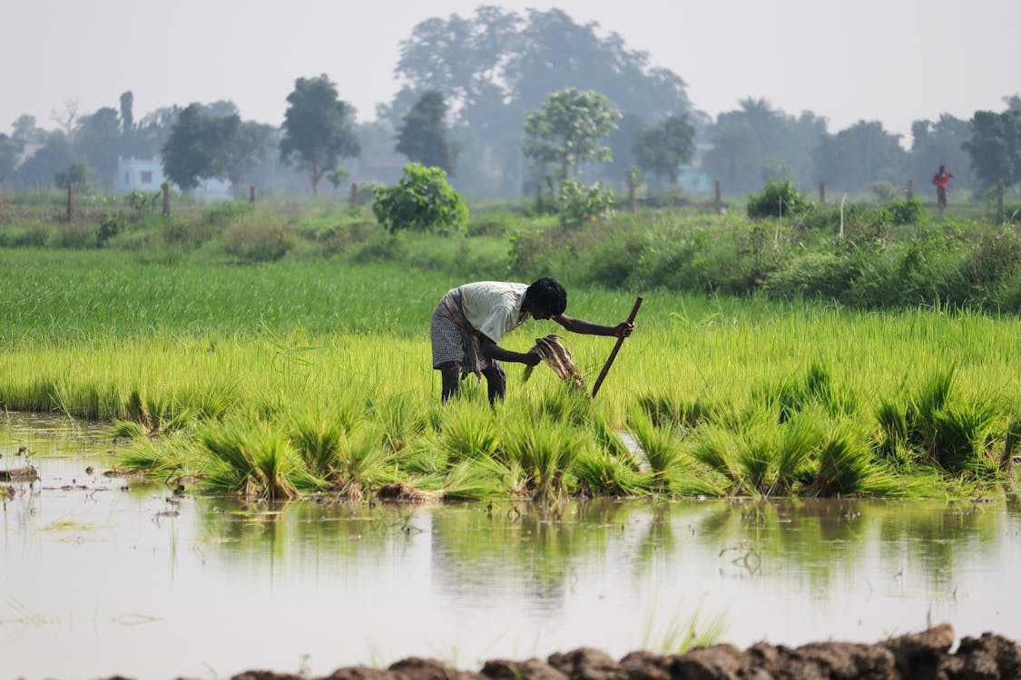 Rice Growing