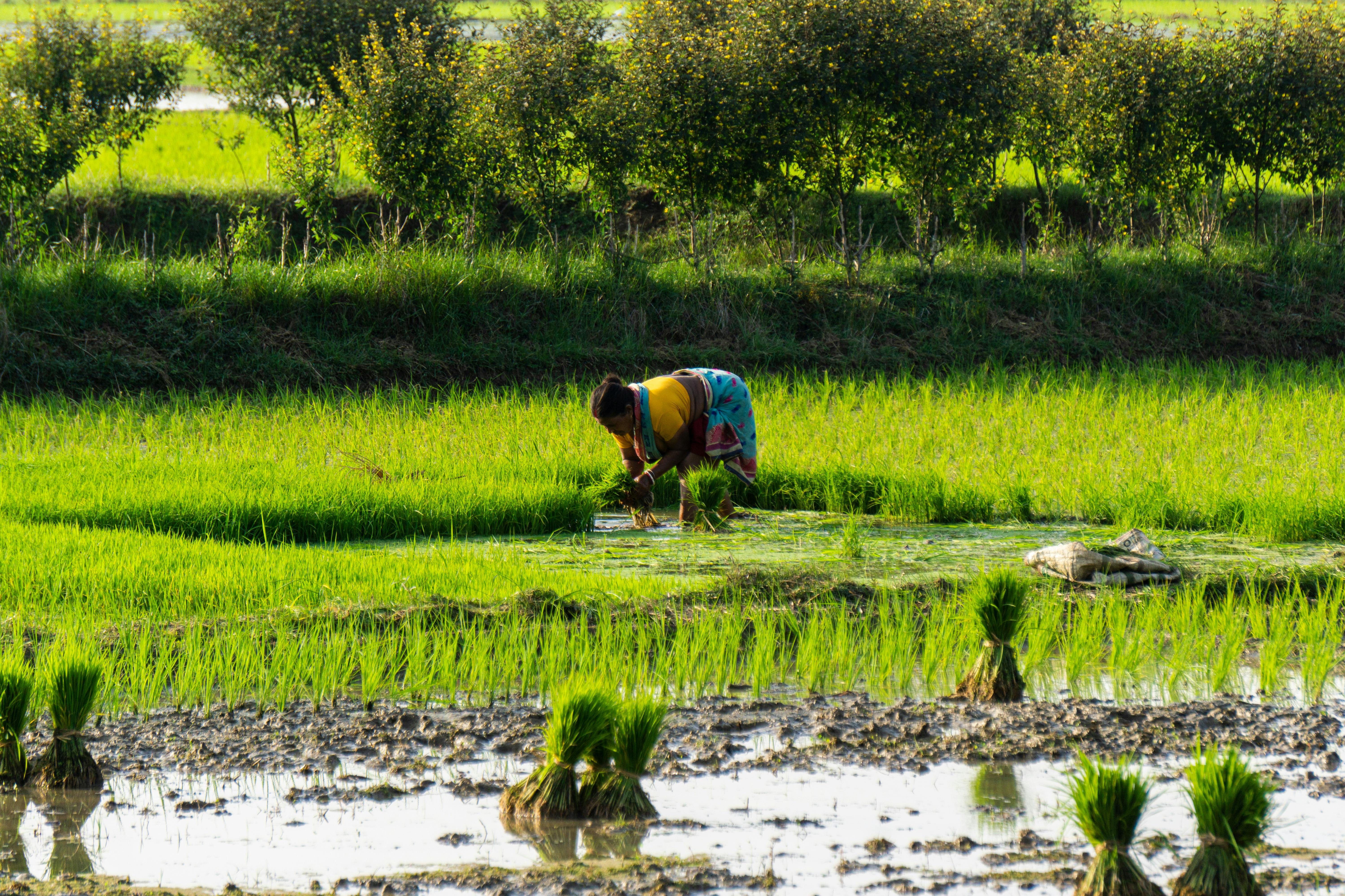 Rice Harvesting