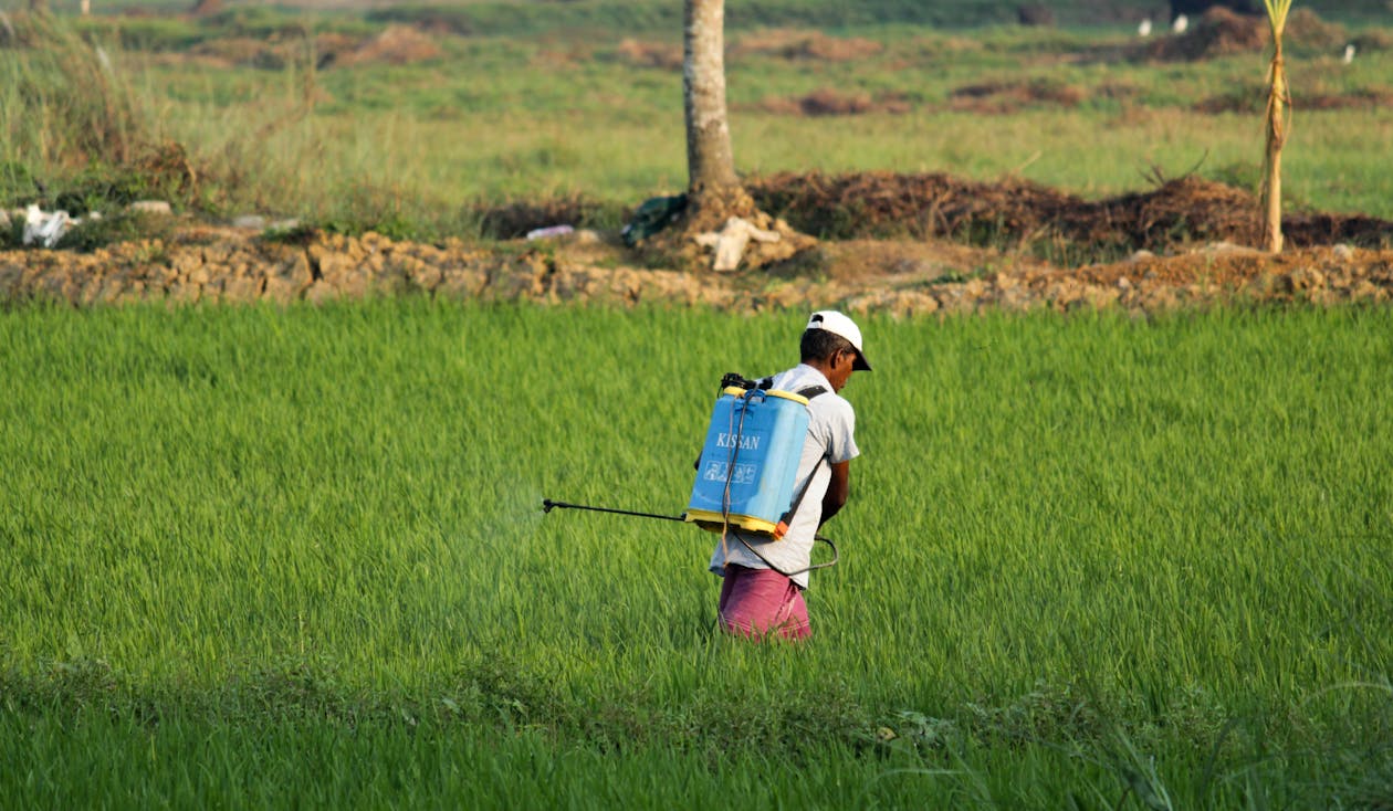 Rice Paddy Fields