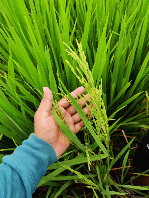 Rice Field Preparation