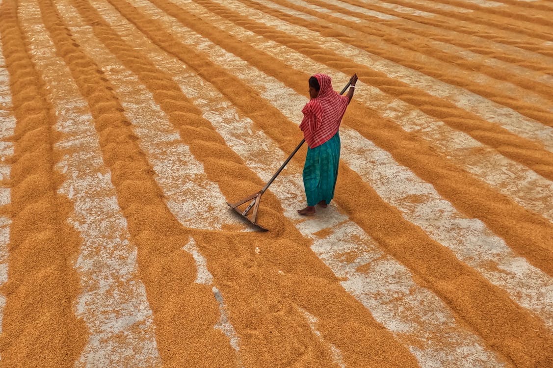 Rice Processing