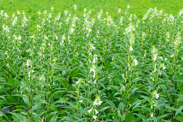 Sesame Cultivation