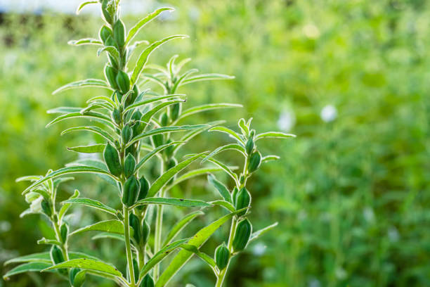 Sesame Growing