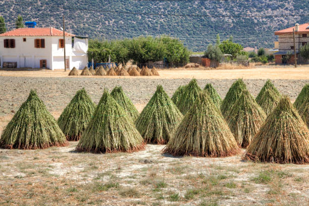 Sesame Harvesting