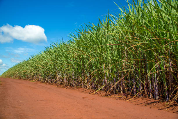 Sugarcane Field