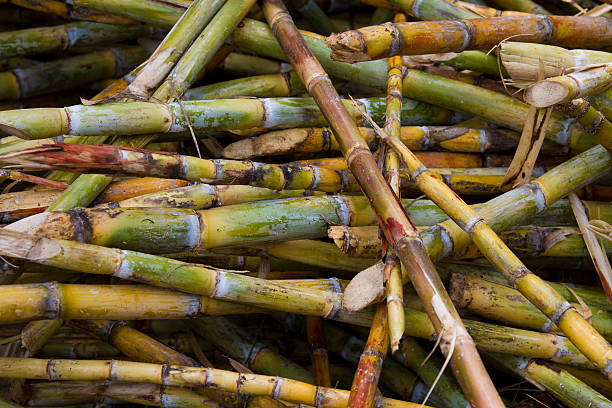 Sugarcane Growing