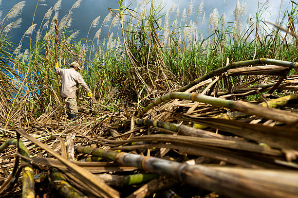 Sugarcane Harvesting